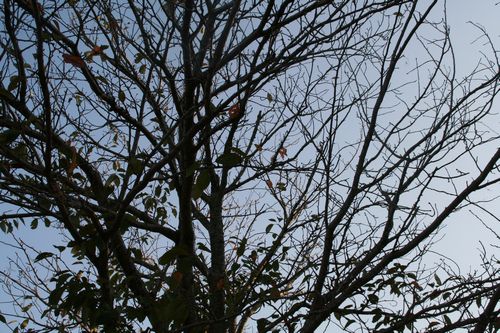 大学の桜の木も枯葉が増えてきました。