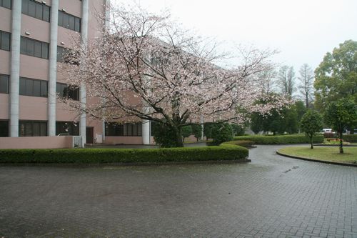 講堂前の桜も、卒業生を祝っています。