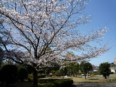 講堂前の桜